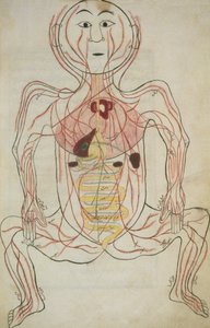 Per 129, f.20b Les organes internes humains et le système circulatoire, illustration de Tashrih al-badan